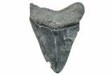 Serrated, Fossil Megalodon Tooth - South Carolina #286492-1